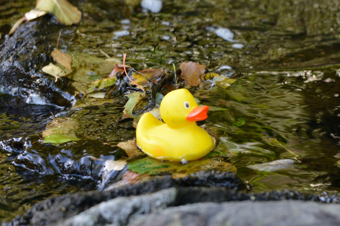 Lysakerelva Andeløp 2022